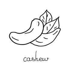 Hand drawn cashew nut with leaves . Outline. Isolated vector on white background