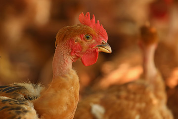 Free-range chickens on open poultry farm