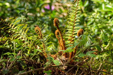 Ferns in forrest 
