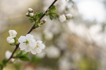 white flower of cherry tree in springtime
