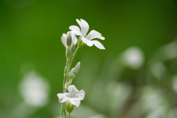 white flower with water drops n the morning in summertime