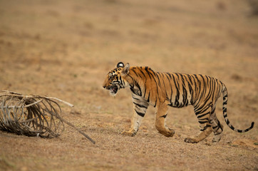 Tiger cub walking in an open land of Tadoba Andhari Tiger Reserve, India