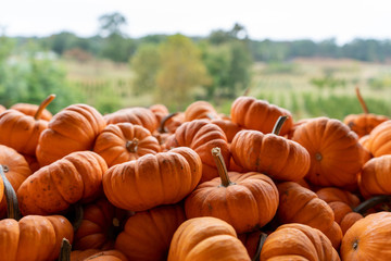 Pill of orange mini pumpkins with farm in background