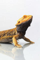 The bearded dragon (Pogona vitticeps)