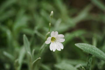 white flower with water drops n the morning in summertime
