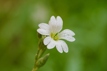 white flower with water drops n the morning in summertime