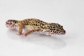 The leopard gecko (Eublepharis macularis) normal morph