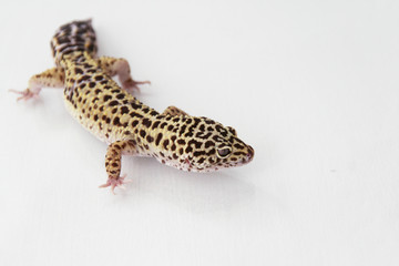 The leopard gecko (Eublepharis macularis) normal morph