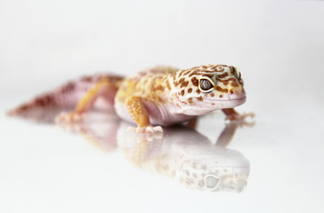 The leopard gecko (Eublepharis macularis) tremper albino morph