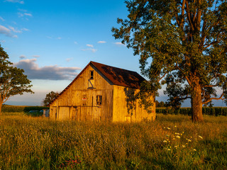 Blue Sky Scene with Old Barn, Tall Grass, Tree