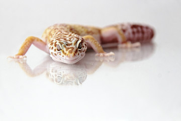 The leopard gecko (Eublepharis macularis) tremper albino morph