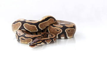 The ball python (Python regius) normal morph