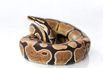 The ball python (Python regius) normal morph