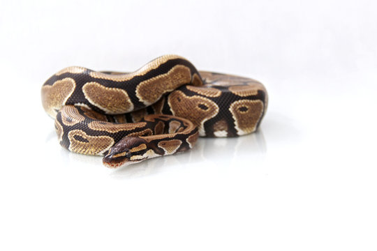 The ball python (Python regius) normal morph