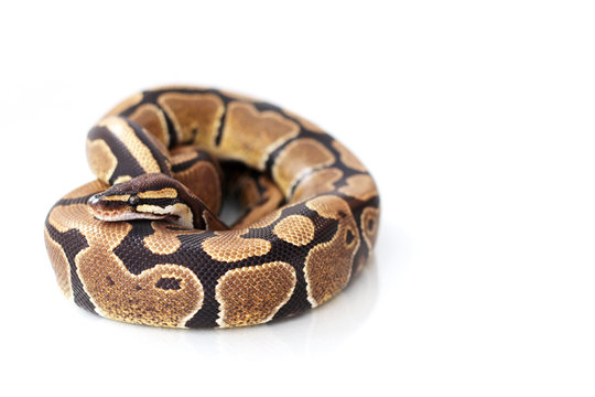 The ball python (Python regius) normal morph