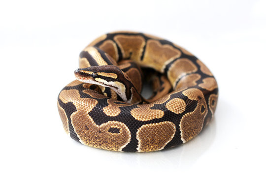 洋書 PYTHON REGIUS Amazon | Ball Pythons: A Complete Guide