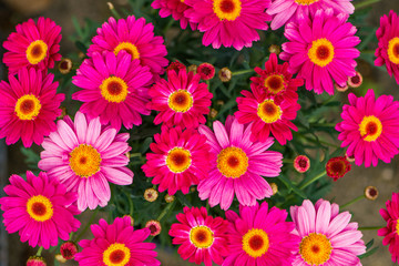 Top view of pink daisies © DoraZett