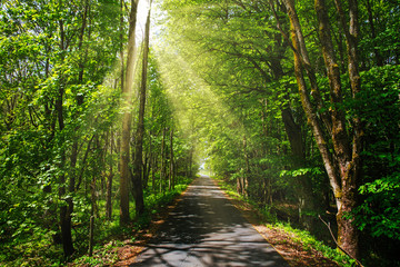 small road in the middle of green vibrant forest  with sunrays