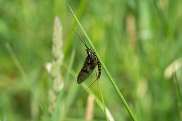 Green Drake Mayfly Ephemera danica male in spring with greengrass field background