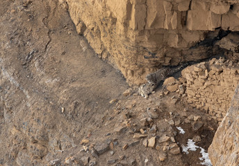 Snow leopards pair mating near a cave at Kibber, Spiti valley of Himachal Pradesh, India