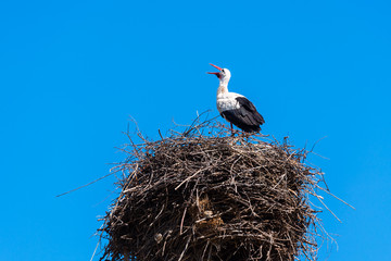 White Stork (Ciconia ciconia) standing on the nest