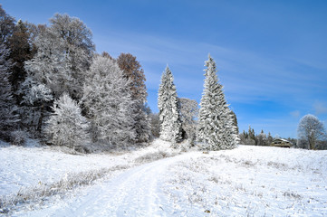 Snow covered trees