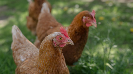 Close up of red chicken on a farm in nature. Hens in a free throw farm. Hens walk in the yard of the farm. The concept of rural life. Agriculture. Country life