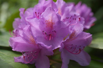 Rhododendron Heidekrautgewächse Ericaceae
Garten Blühte  Flora Pflanzen Gebüsch Stauden
Pflanzenbusch  Rhododendronbusch
