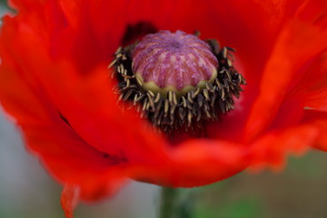 Mohnblume Klatschmohn Mohngewächs
Mohn Hahnenfuß Waldmohn Blühte Gefäßpflanze
Papaveraceae
