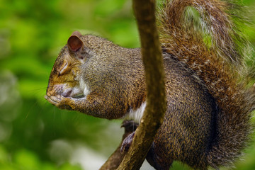squirrel on the tree