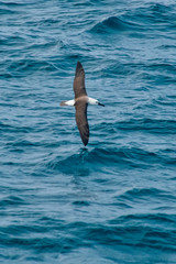 Yellow nosed Albatross photographed in Vitoria, Capital of Espirito Santo. Southeast of Brazil. Atlantic Ocean. Picture made in 2019.