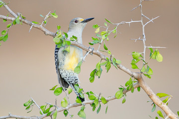 Golden-fronted Woodpecker (Melanerpes aurifrons) on branch in South Texas, USA