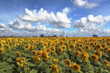 Obraz premium planting sunflowers for oil extraction