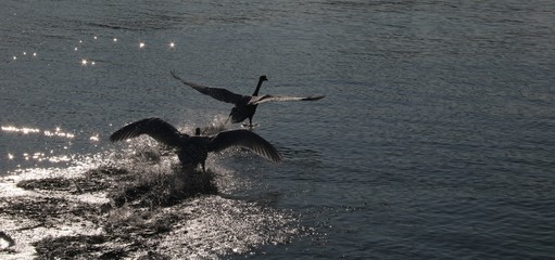 parade de cygnes sur l'eau