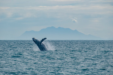 Fototapeta premium Humpback Whale photographed in Vitoria, Capital of Espirito Santo. Southeast of Brazil. Atlantic Ocean. Picture made in 2019.
