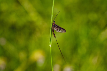 Green Drake Mayfly Ephemera danica male in spring with greengrass field background
