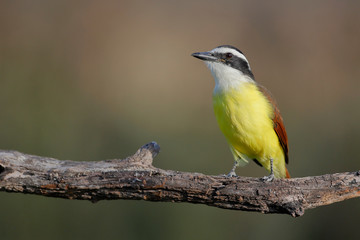 Great kiskadee (Pitangus sulphuratus) perched, South Texas, USA