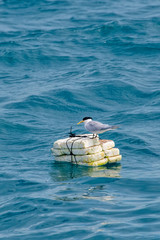 Cabot s Tern photographed in Vitoria, Capital of Espirito Santo. Southeast of Brazil. Atlantic...