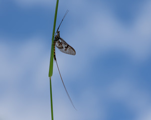 Green Drake Mayfly Ephemera danica male in spring with blue sky background