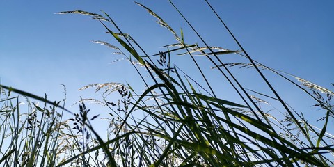 reeds on the beach