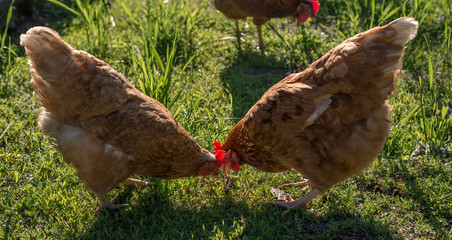 Close up of red chicken on a farm in nature. Hens in a free throw farm. Hens walk in the yard of the farm. The concept of rural life. Agriculture. Country life
