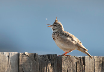 Crested Lark perched on wooden fence at Buri farm, Bahrain