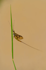 Green Drake Mayfly Ephemera danica male in spring with neutral beige background