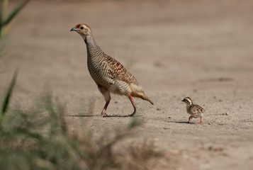 Grey francolin with her chick at Adhari, Bahrain