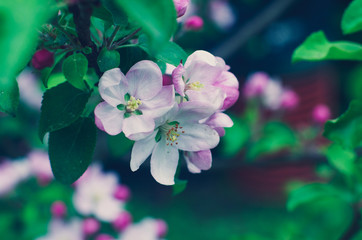 Just beautiful flowers of the Apple tree and nothing more.