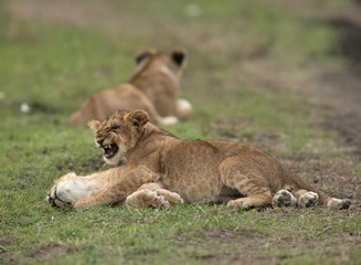 Fototapeta na wymiar One of the lion cubs trying to play while other is sleeping, Masai Mara, Kenya