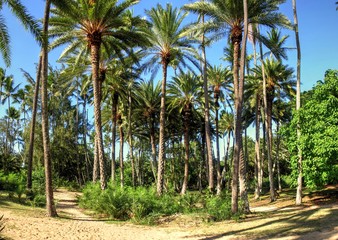 Fototapeta premium Palm trees in Hawaii
