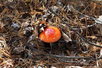 Sunlit red amanita muscaria mushroom covered with dry leaves and fir needles