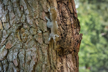 Grey Squirrel on pine tree at Lake Acworth in Georgia.