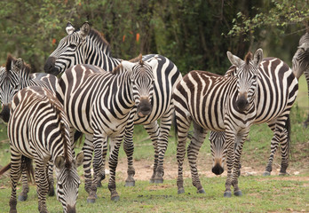 Fototapeta na wymiar A herd of Zebras at the bank of Mara river, Masai Mara, Kenya